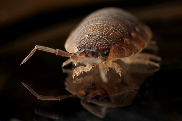 bed bug on linens in NYC